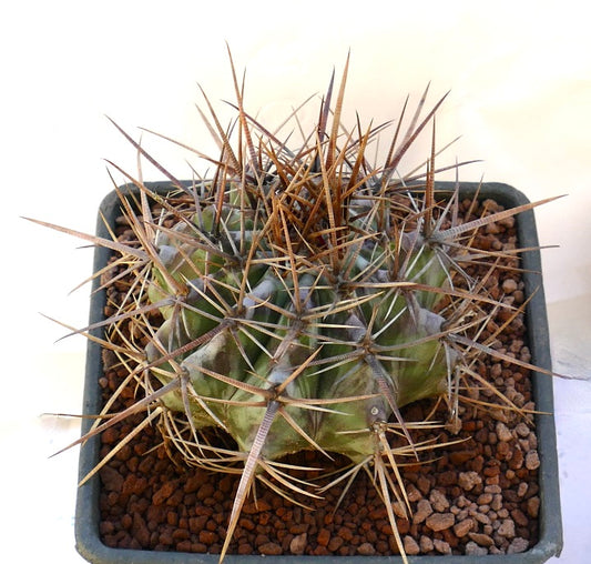 Echinocactus ingens succulent cactus with thick green body and long sharp brown spines in pot