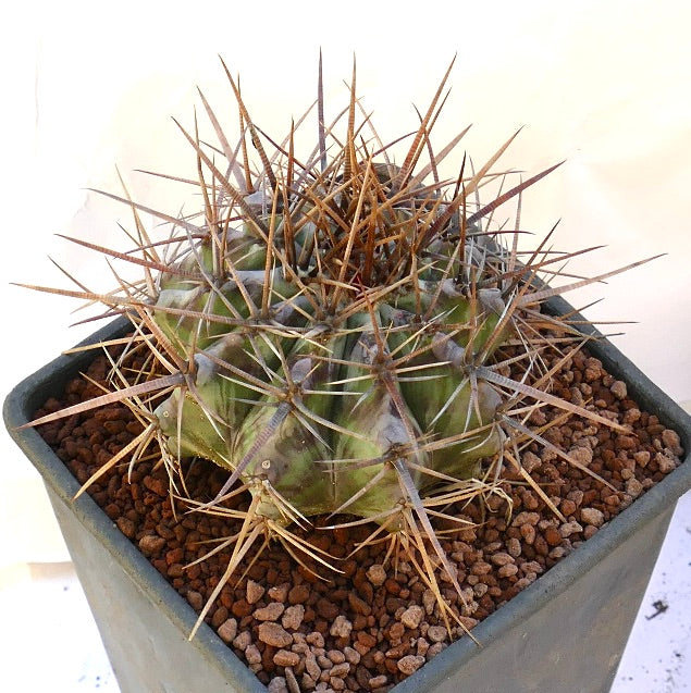 Echinocactus ingens succulent cactus with large brown spines and ribbed green body in pot