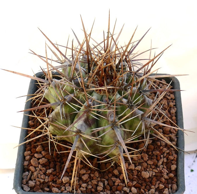 Echinocactus ingens cactus with dense long brown spines and ribbed green body in pot