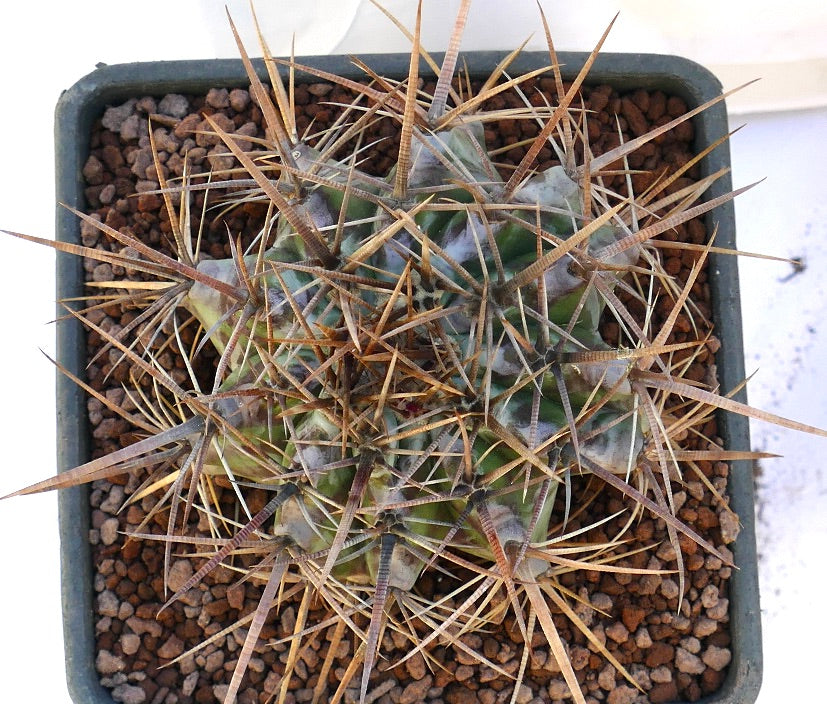 Echinocactus ingens cactus with dense long brown spines and green ribbed body in pot