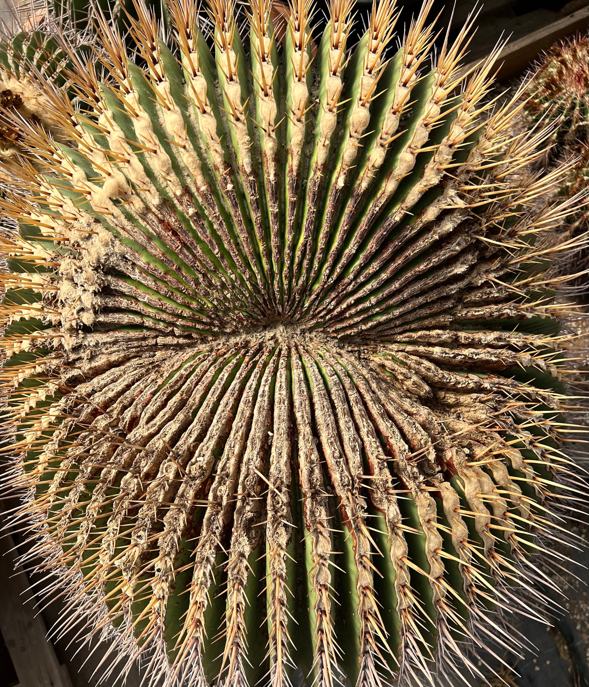 Echinocactus ingens large round succulent cactus with prominent golden spines and ribbed texture