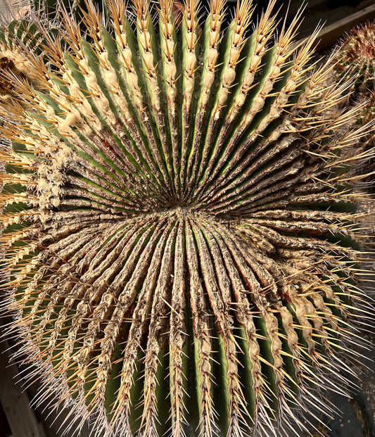 Echinocactus ingens large round succulent cactus with prominent golden spines and ribbed texture