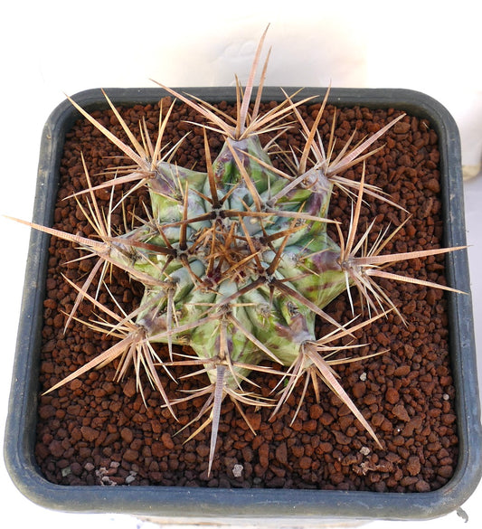 Echinocactus ingens succulent cactus with large brown spines and green ribbed body in pot