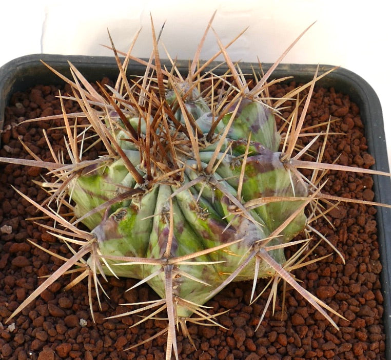 Echinocactus ingens cactus with large brown spines and green ribbed body in pot