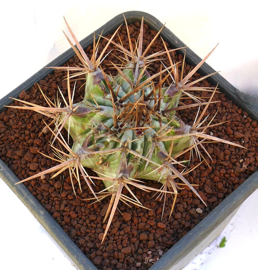 Echinocactus ingens succulent cactus with large brown spines and green ribbed body in pot