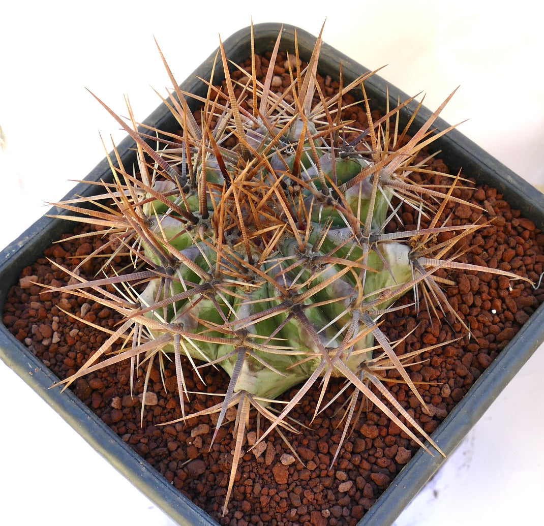 Echinocactus ingens succulent cactus with dense long brown spines in pot