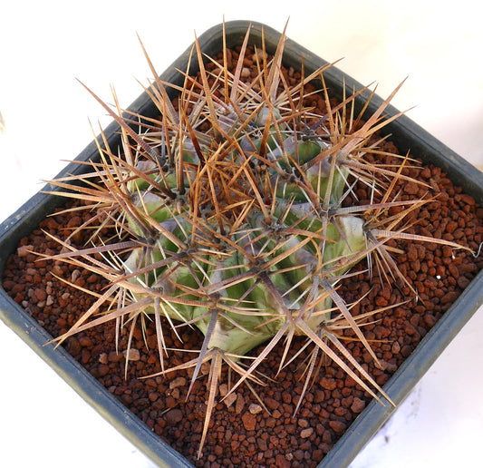 Echinocactus ingens succulent cactus with dense long brown spines in pot
