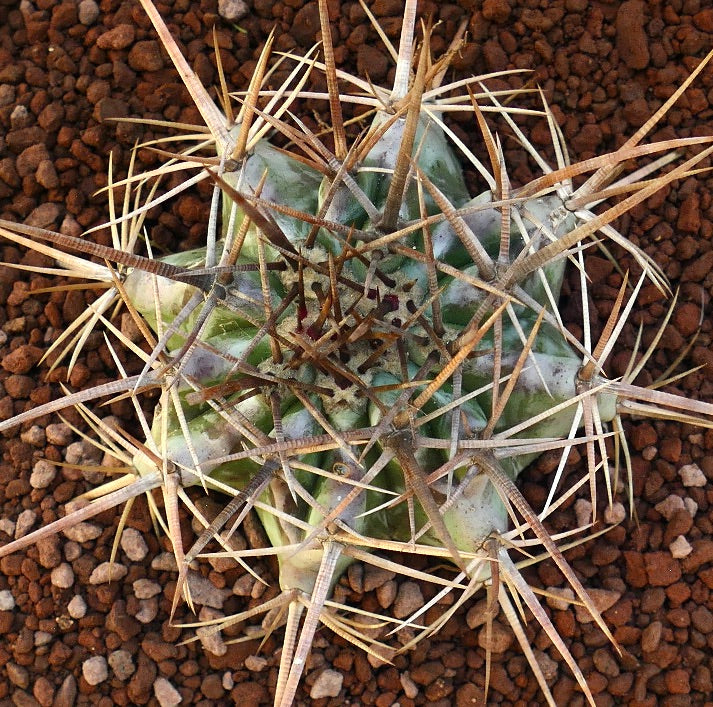 Echinocactus ingens succulent cactus with strong long spines and ribbed green body