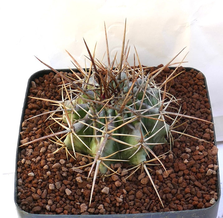Echinocactus ingens succulent cactus with strong long brown spines and ribbed green body