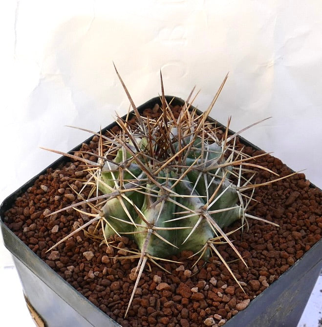 Echinocactus ingens succulent cactus with strong long brown spines and ribbed green body