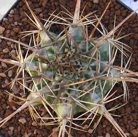 Echinocactus ingens succulent cactus with strong long spines and ribbed green body