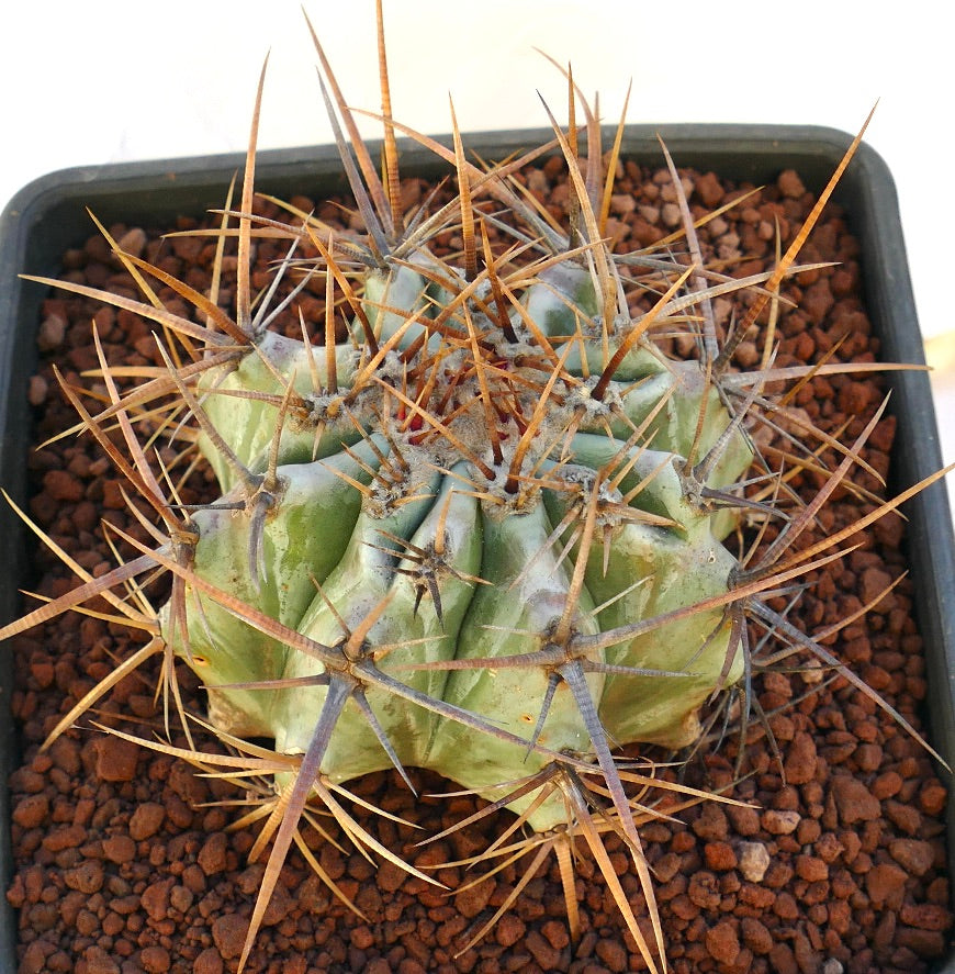 Echinocactus ingens succulent cactus with large strong brown spines in pot