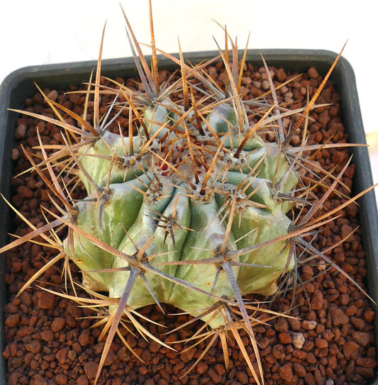 Echinocactus ingens succulent cactus with large strong brown spines in pot