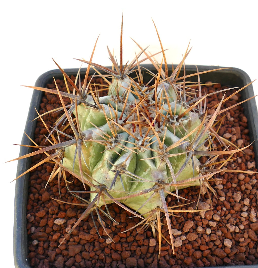 Echinocactus ingens succulent cactus with large strong brown spines in pot