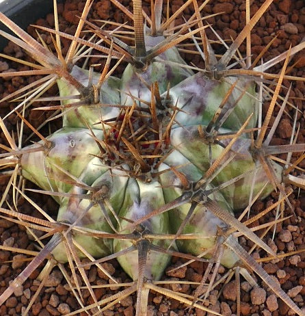 Echinocactus ingens succulent cactus with strong long brown spines and green ribbed body