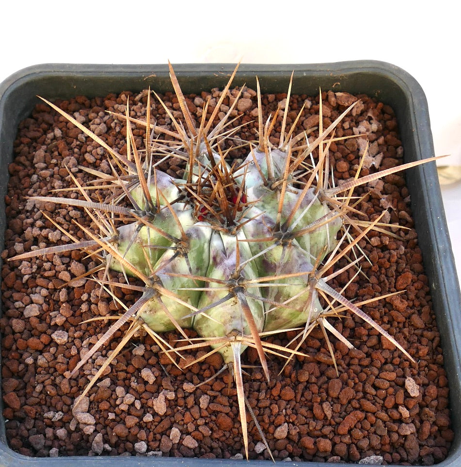Echinocactus ingens succulent cactus with strong long brown spines and green ribbed body