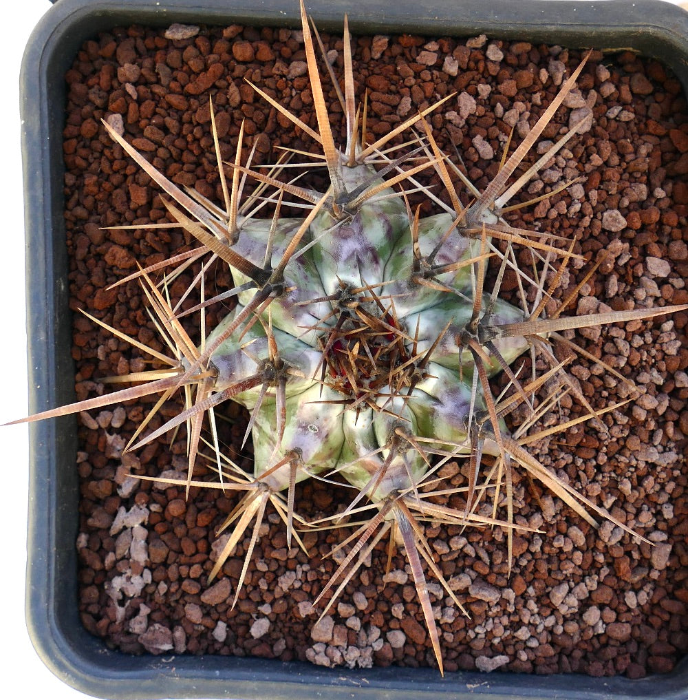 Echinocactus ingens succulent cactus with strong long brown spines and greenish body