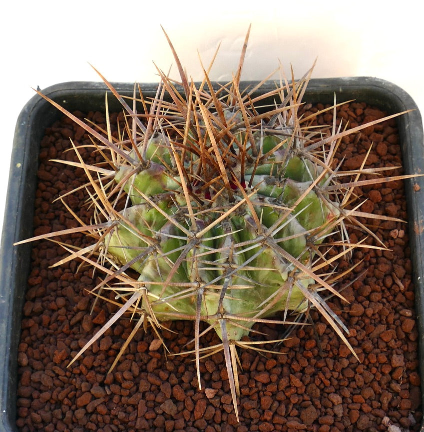 Echinocactus ingens succulent cactus with strong long brown spines and ribbed green body
