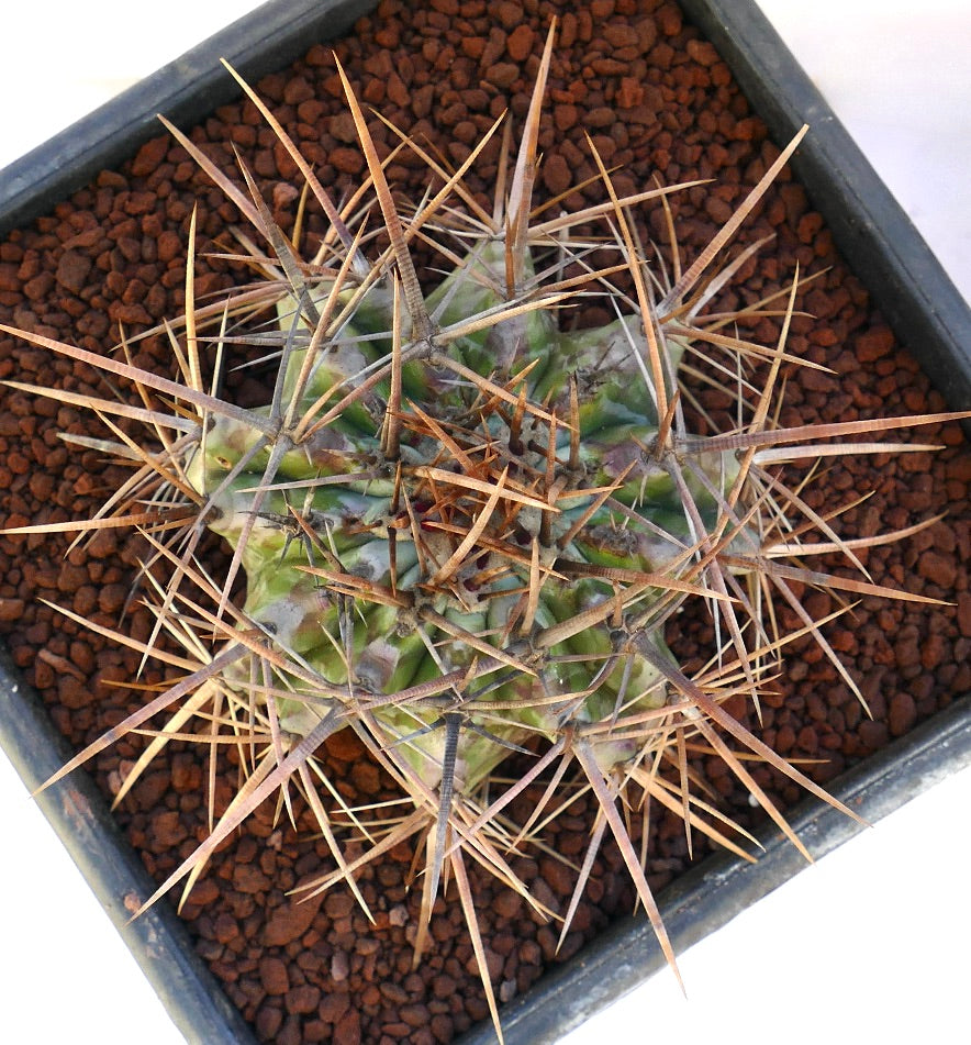 Echinocactus ingens succulent cactus with dense strong brown spines in pot