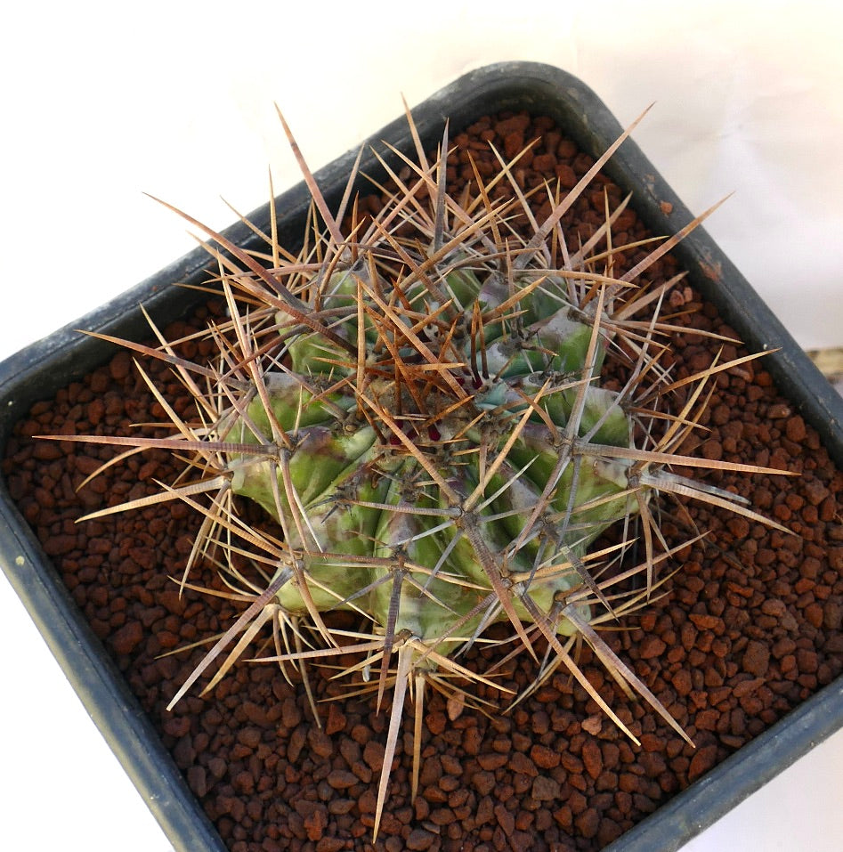 Echinocactus ingens succulent cactus with dense long strong brown spines in pot