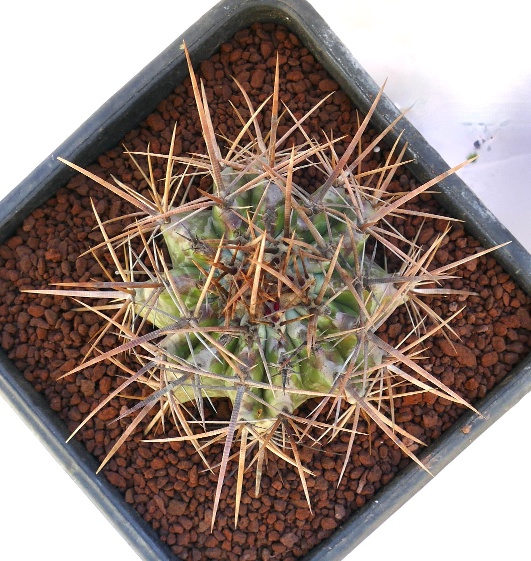 Echinocactus ingens succulent cactus with strong long brown spines in pot