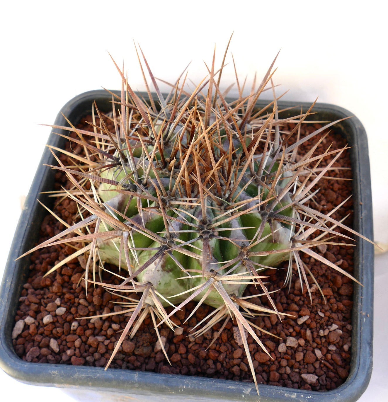 Echinocactus ingens succulent cactus with dense long brown spines in square pot