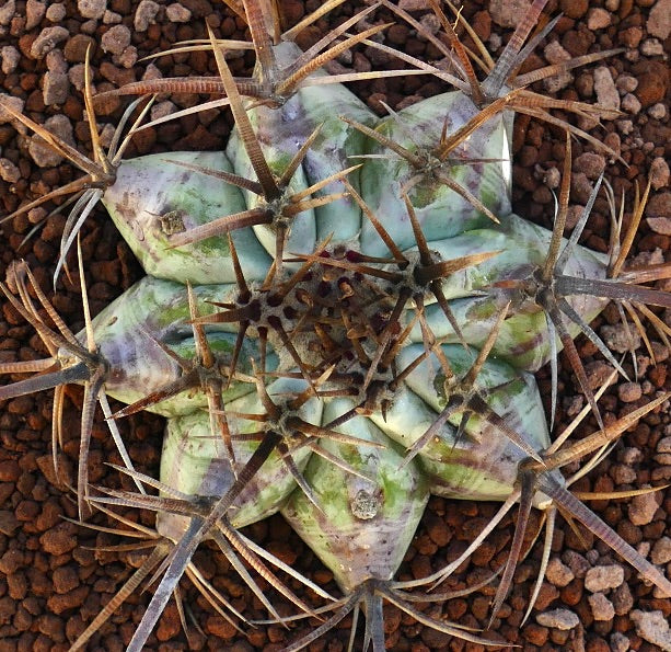 Echinocactus ingens succulent cactus with strong long brown spines on rocky soil