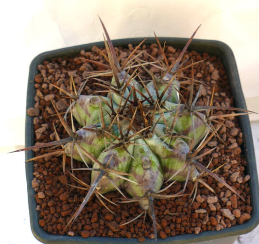 Echinocactus ingens succulent cactus with strong long brown spines in pot