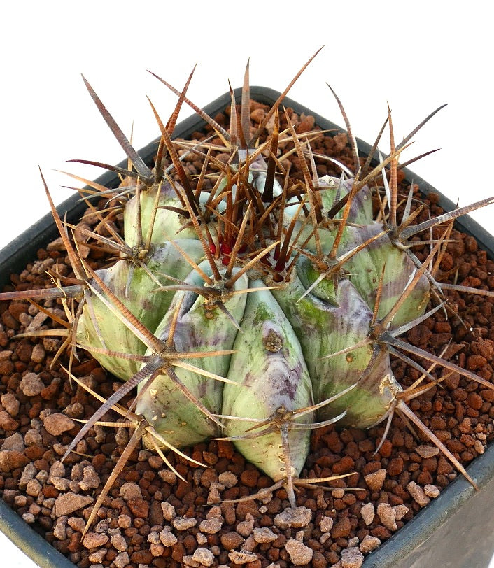 Echinocactus ingens succulent cactus with strong long brown spines in pot