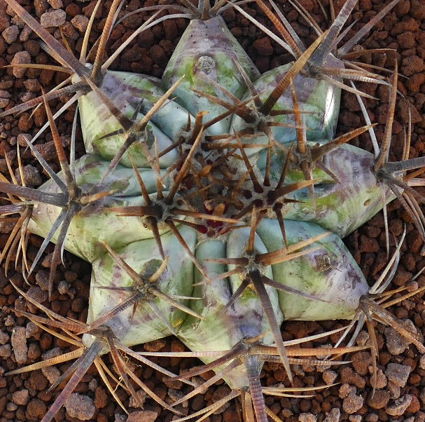 Echinocactus ingens succulent cactus with thick green body and strong brown spines on rocky soil