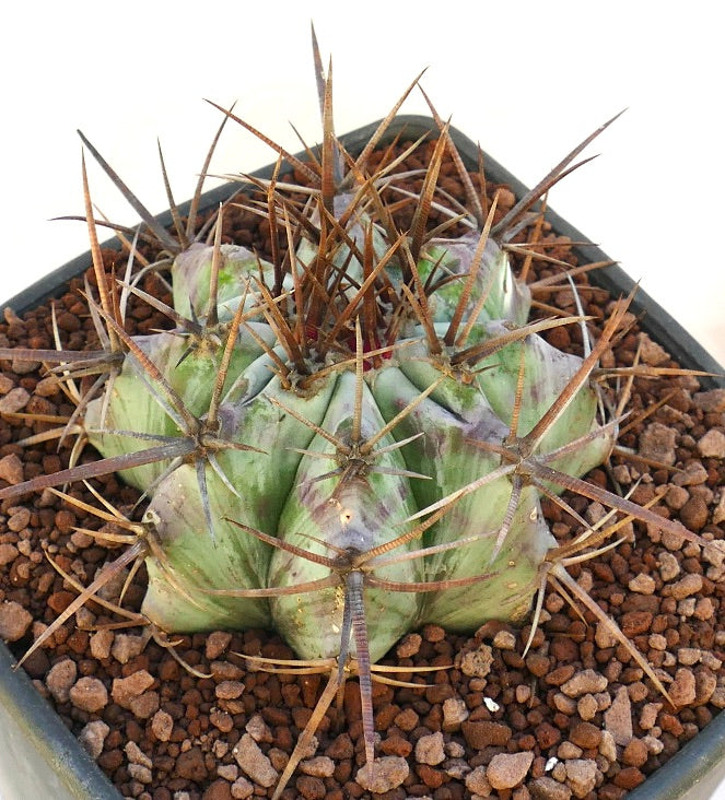 Echinocactus ingens succulent cactus with strong long brown spines and ribbed green body