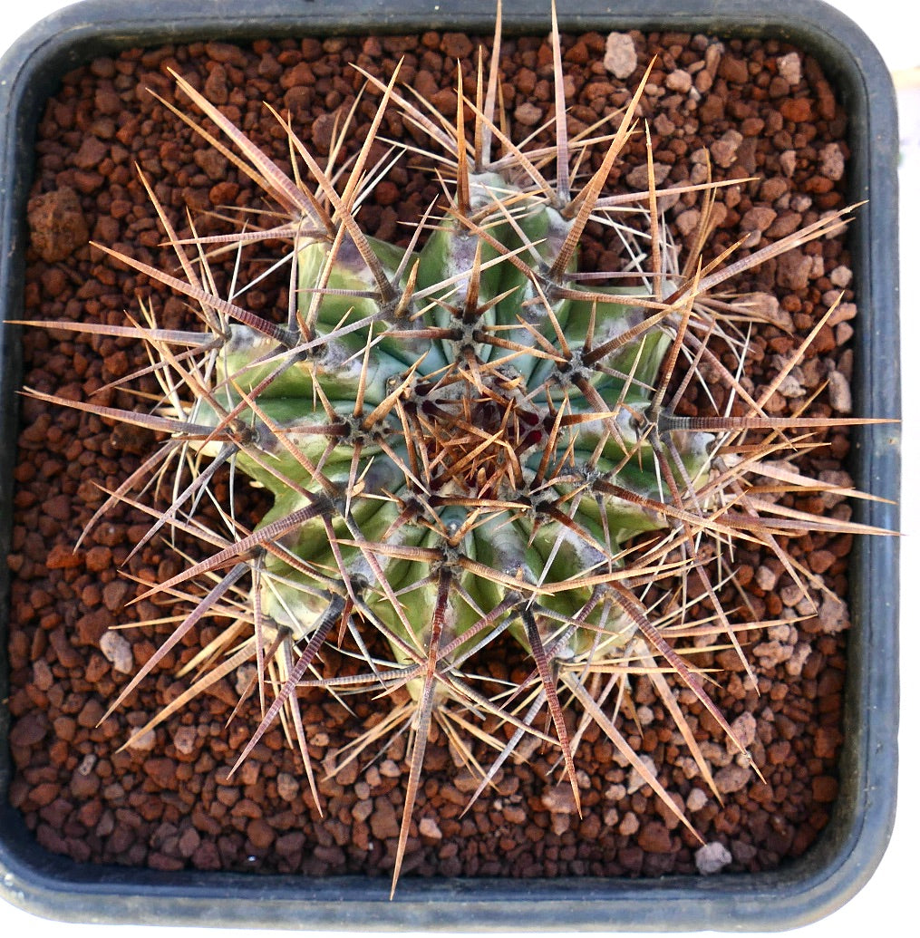 Echinocactus ingens cactus with strong long brown spines and green ribbed body in pot