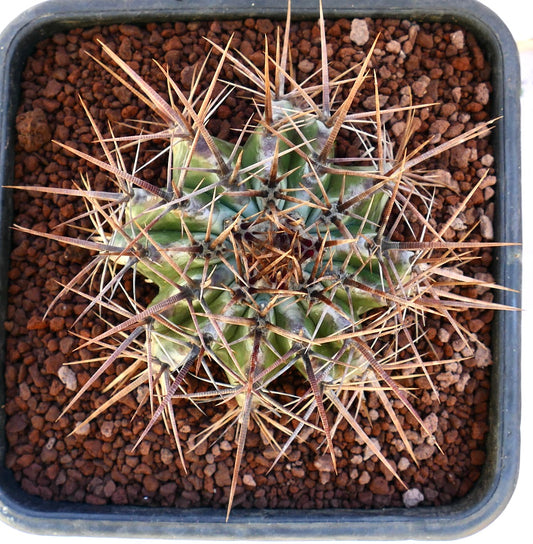 Echinocactus ingens cactus with strong long brown spines and green ribbed body in pot