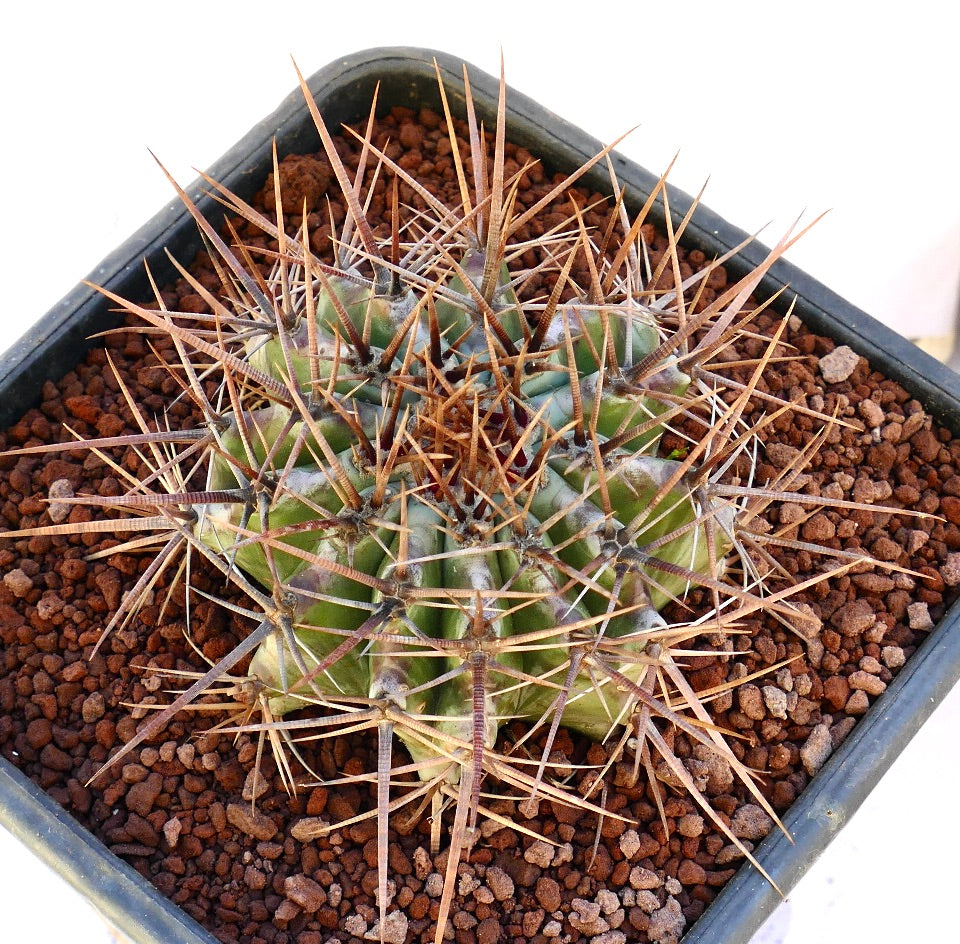 Echinocactus ingens succulent cactus with strong long brown spines in pot