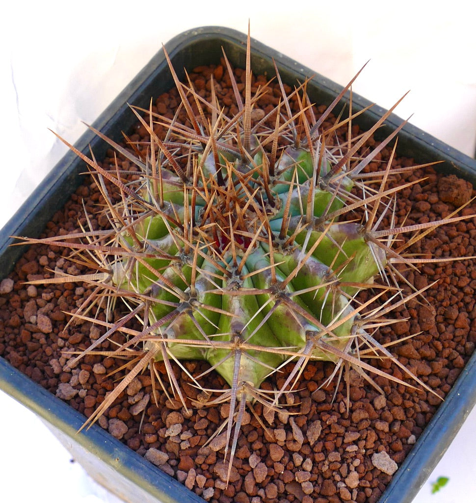 Echinocactus ingens succulent cactus with strong long brown spines in pot