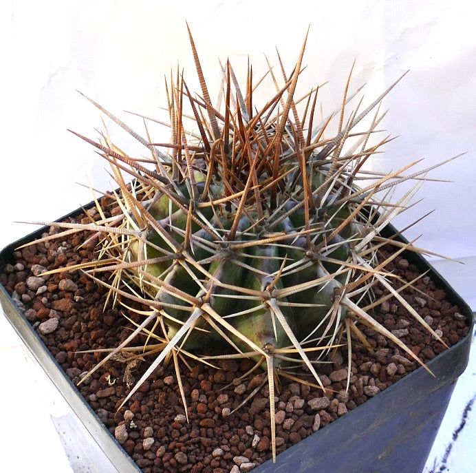 Echinocactus ingens cactus with dense long brown spines and rounded green body in pot