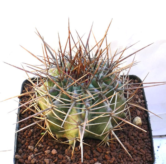 Echinocactus ingens succulent cactus with thick green body and long strong brown spines