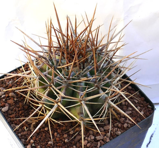 Echinocactus ingens cactus with dense long strong brown and beige spines in pot