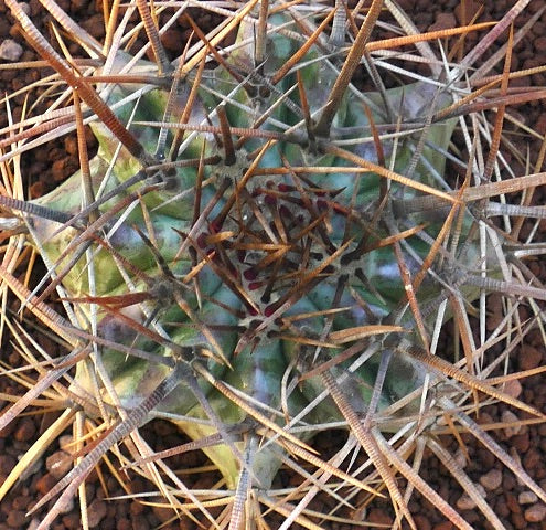 Echinocactus ingens cactus with dense long strong spines and ribbed green body