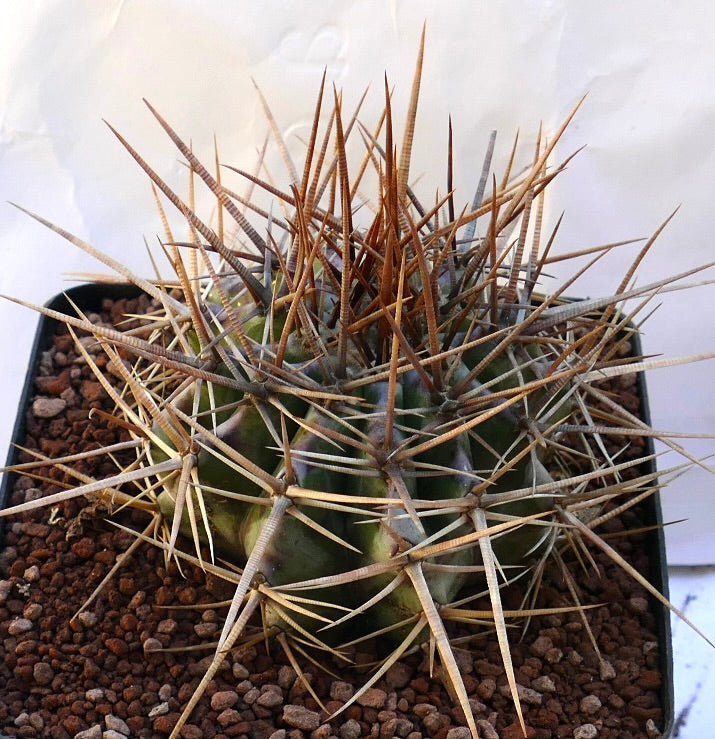 Echinocactus ingens cactus with dense long brown and beige spines in pot
