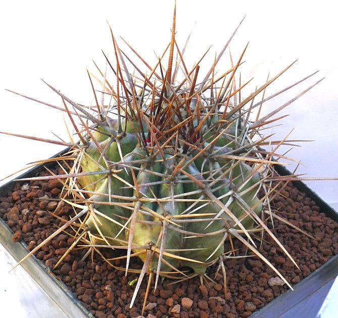 Echinocactus ingens cactus with thick green body and long strong brown spines in pot