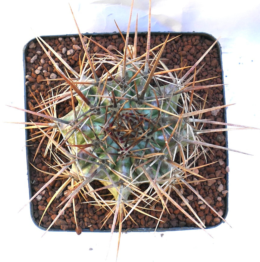 Echinocactus ingens cactus with thick green body and long strong brown spines in pot