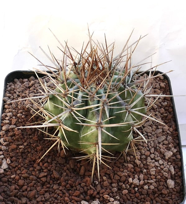 Echinocactus ingens green succulent cactus with long sharp spines in pot