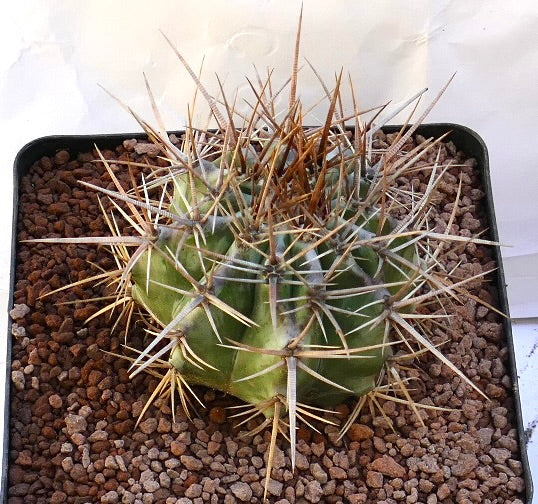 Echinocactus ingens succulent cactus with prominent long brown and white spines in pot