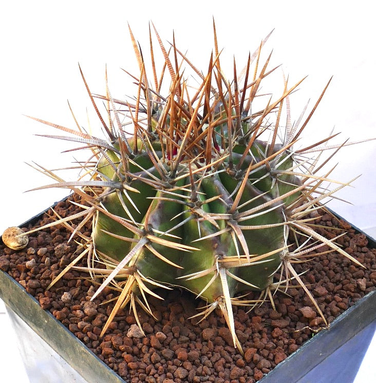 Echinocactus ingens succulent cactus with large sharp brown spines and green ribbed body