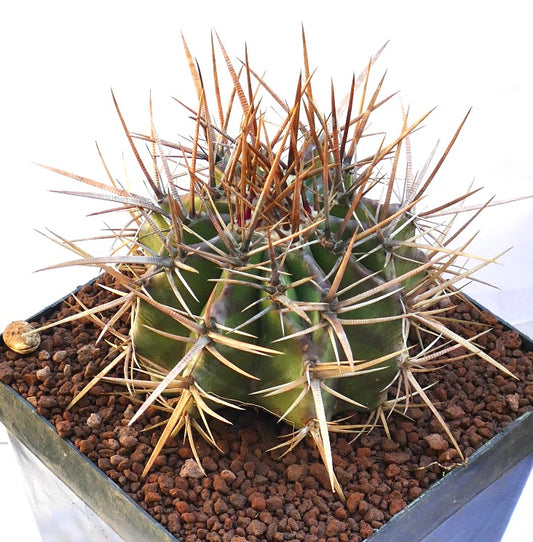 Echinocactus ingens succulent cactus with large sharp brown spines and green ribbed body