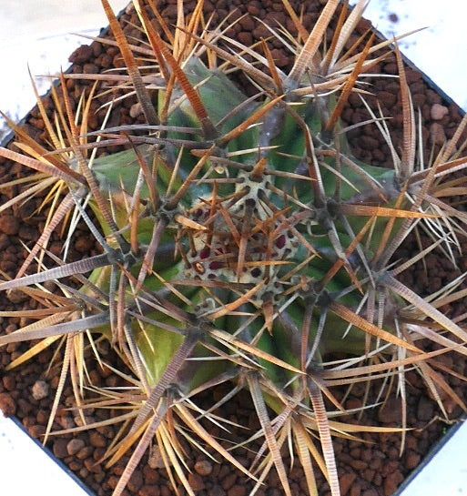 Echinocactus ingens succulent cactus with dense long brown spines and green ribbed body