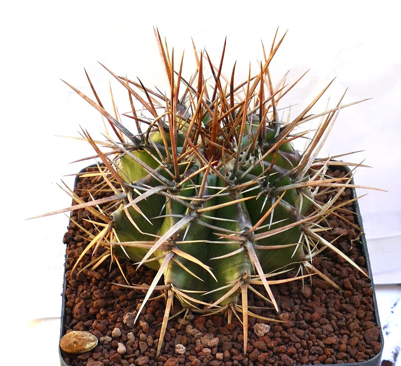 Echinocactus ingens succulent cactus with large brown and white spines in pot