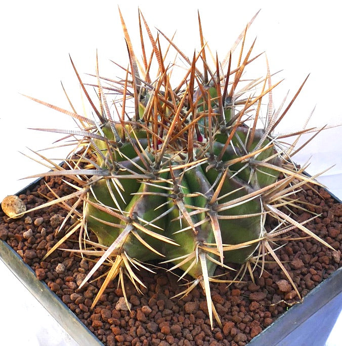 Echinocactus ingens succulent cactus with thick green body and long sharp brown spines in pot
