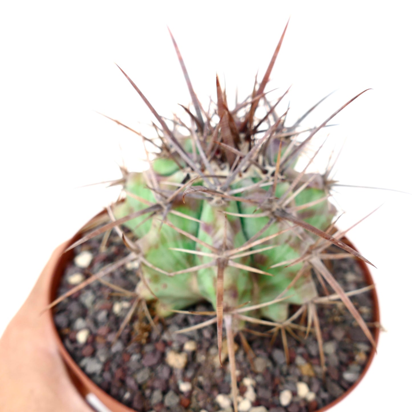 Echinocactus ingens form longispinus STRONG SPINES